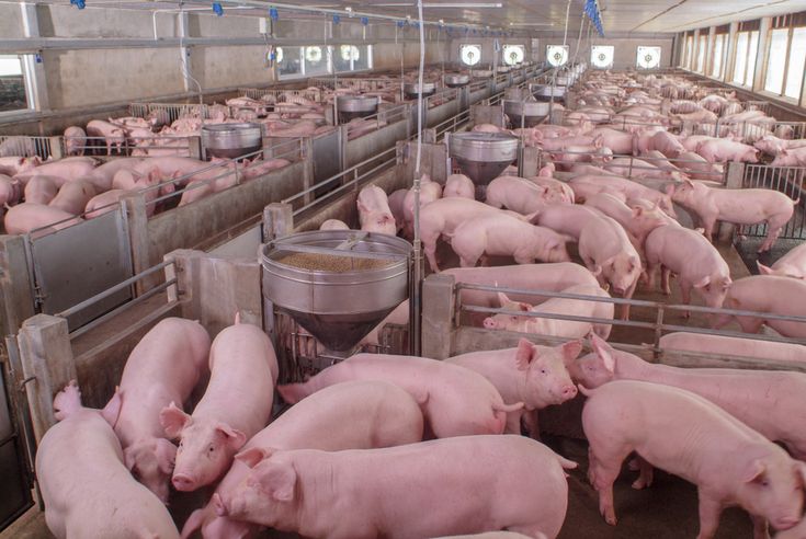 Work in Australia as a Piggery Attendant