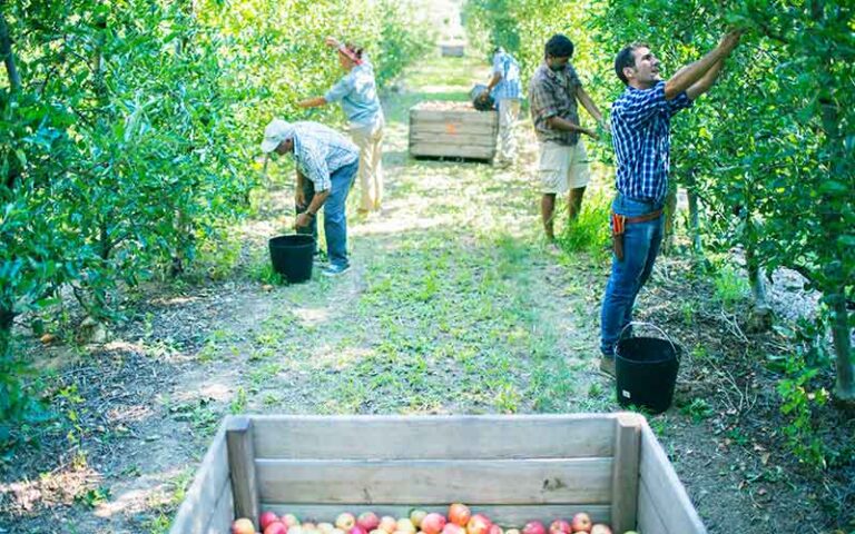 Fruit Pickers in Canada with Visa Sponsorship for Foreigners